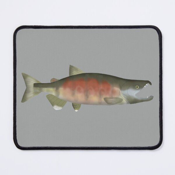 Item preview, Chum (Dog) Salmon - Spawning Phase designed and sold by fishfolkart.