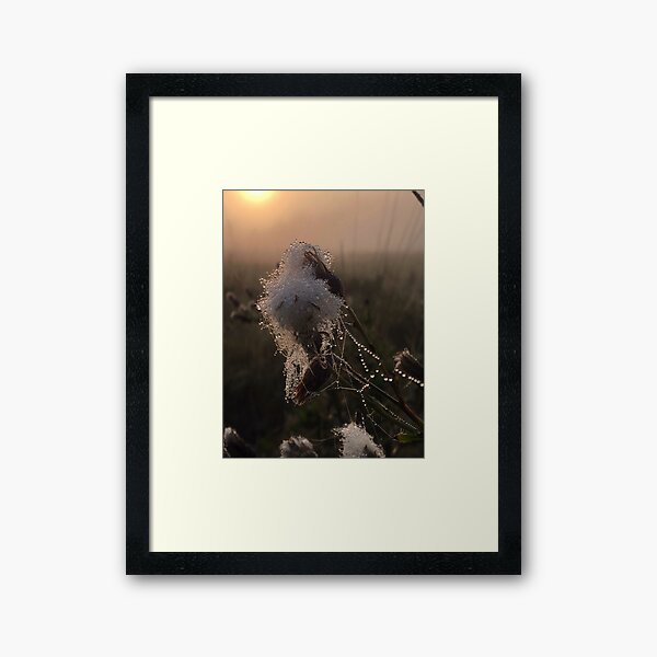 Close-up of frozen thistle in sunrise Framed Art Print