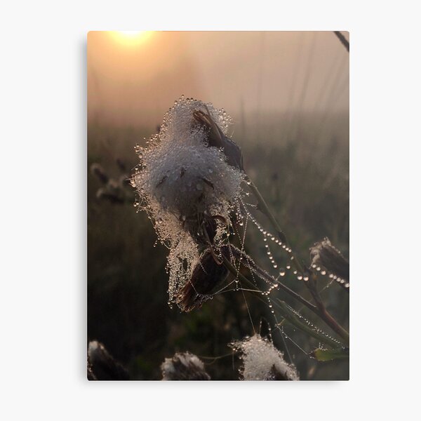 Close-up of frozen thistle in sunrise Metal Print