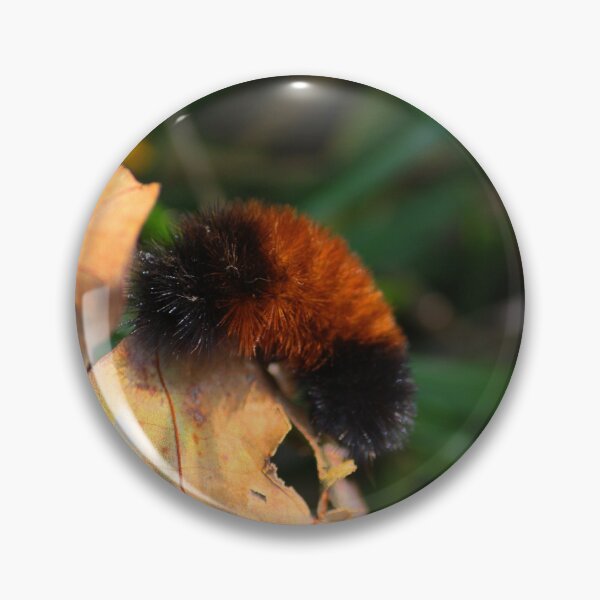 Item preview, From a Bear to a Tiger! designed and sold by chstudios.