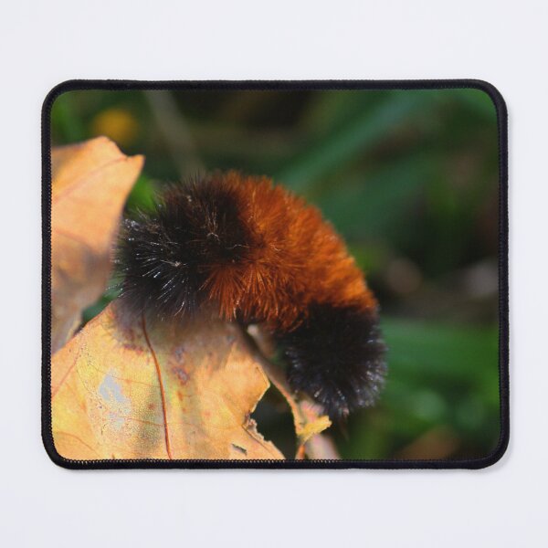 Item preview, From a Bear to a Tiger! designed and sold by chstudios.