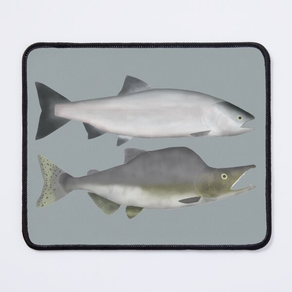 Item preview, Chum (Dog) Salmon Group designed and sold by fishfolkart.
