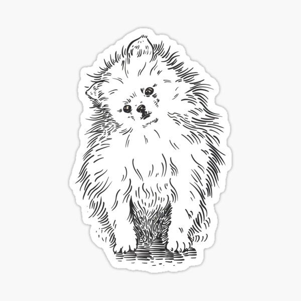 Pomeranian Sticker