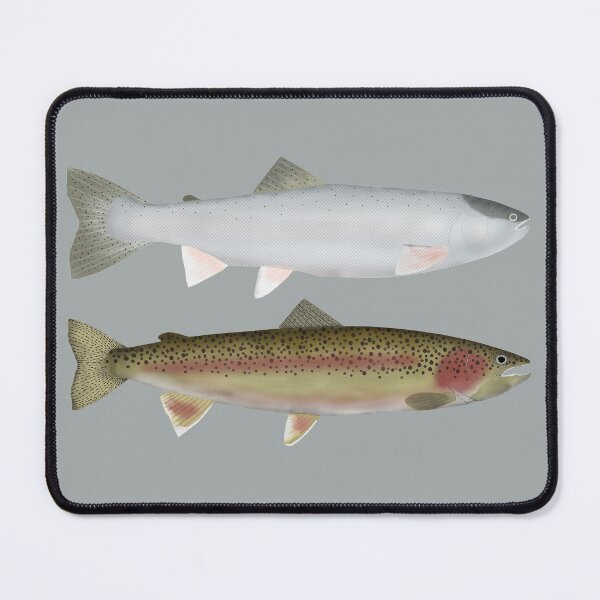 Item preview, Steelhead - Ocean and Spawn Phases designed and sold by fishfolkart.