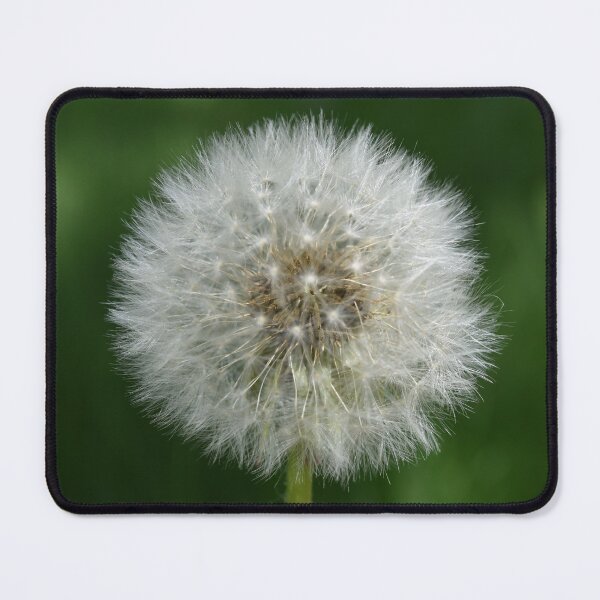 Item preview, Spring Theme Garden Weed Plant Dandelion Close Up Photo designed and sold by wenjunior.