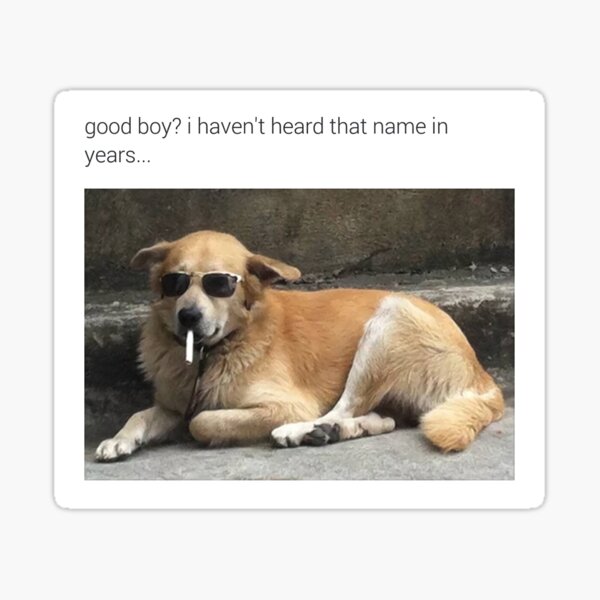 me_irl - good boy? i haven't heard that in years. - memes Sticker