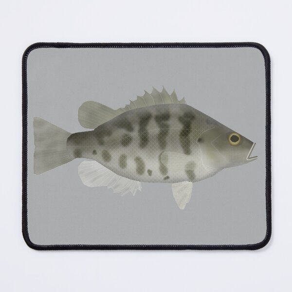 Item preview, Sacramento Perch designed and sold by fishfolkart.