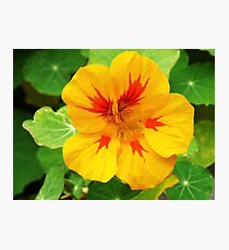 Yellow nasturtium Photographic Print