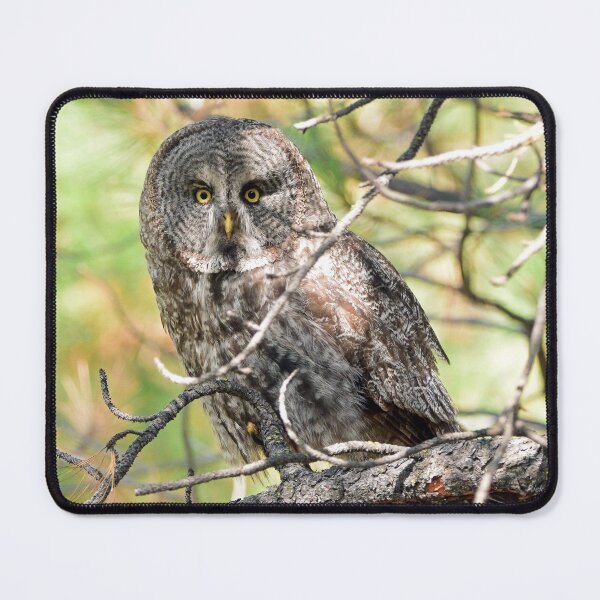 Item preview, Great Gray Owl designed and sold by RickClarkPhotos.