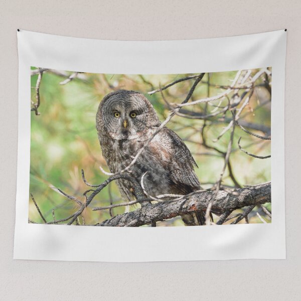 Item preview, Great Gray Owl designed and sold by RickClarkPhotos.