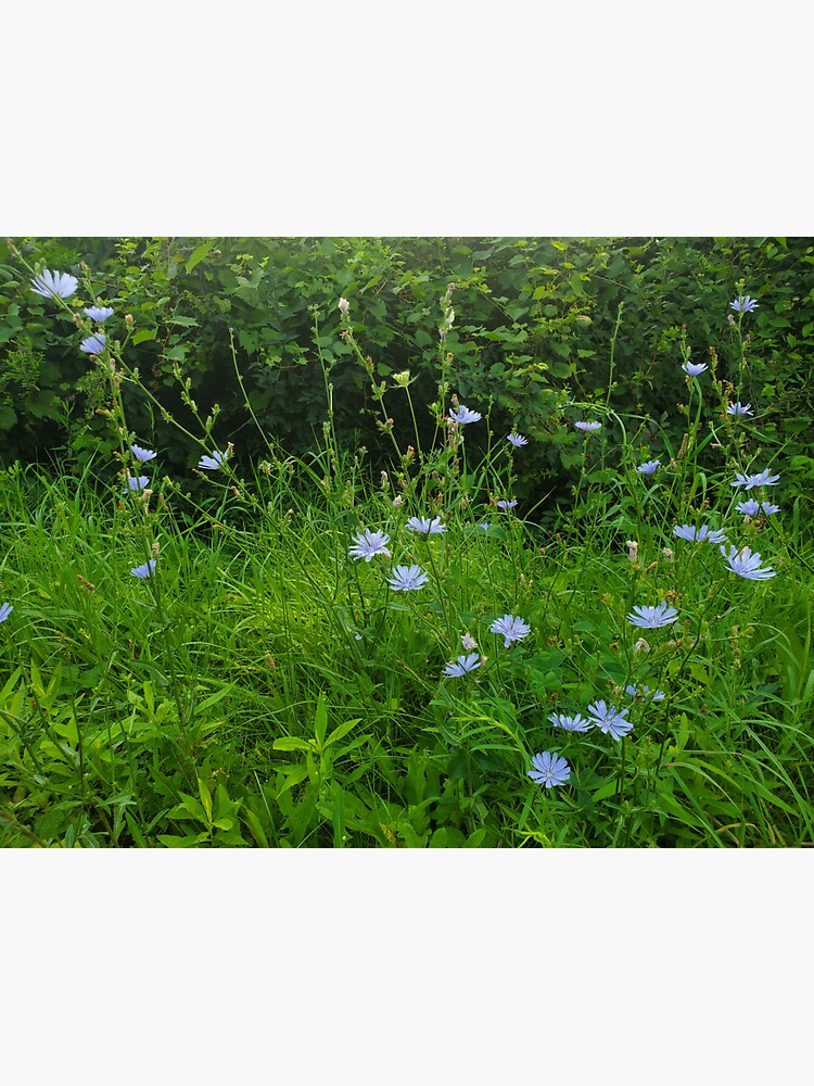 "Blue Ditch Flowers" Sticker for Sale by VioletMae Redbubble