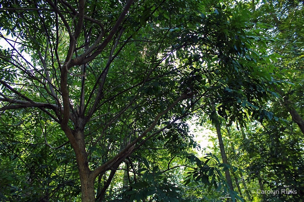 "Trees, Roanoke River Basin" by WeeZie Redbubble