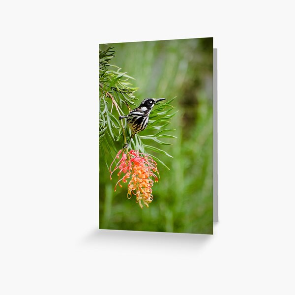 Finding Nectar - New Holland Honeyeater Greeting Card