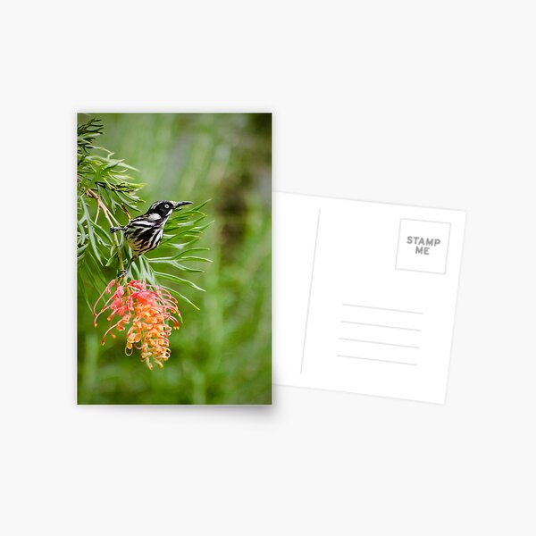 Finding Nectar - New Holland Honeyeater Postcard