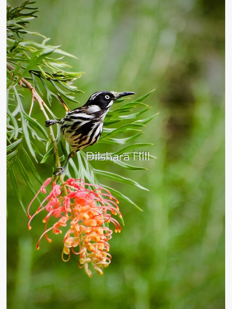 Finding Nectar - New Holland Honeyeater by dilshara