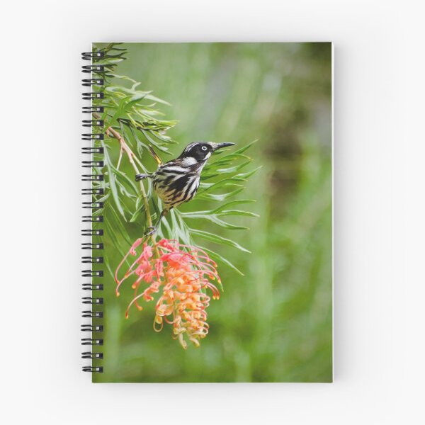 Item preview, Finding Nectar - New Holland Honeyeater designed and sold by Dilshara Hill.