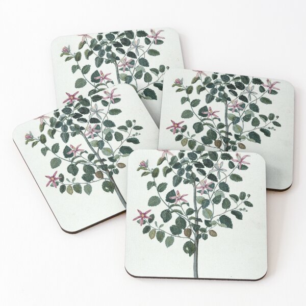 Item preview, Botanical Study - Sebastiana Africana Purpurea designed and sold by KTPlants.