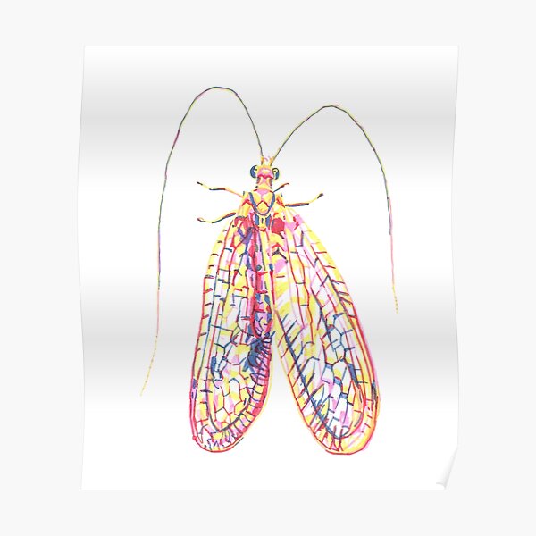 Vibrant Rainbow Lacewing Butterfly Pin