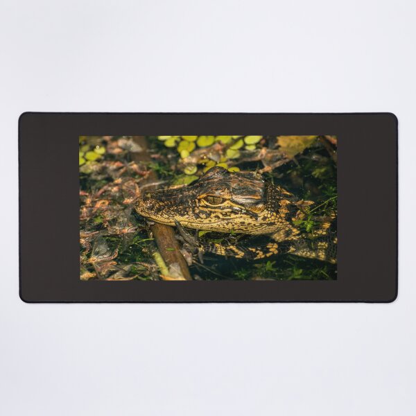 Item preview, Gator baby and May flyers designed and sold by Zina Stromberg.