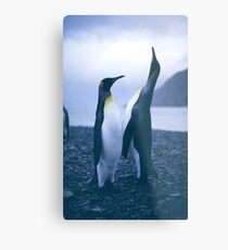 King Penguins Metal Print