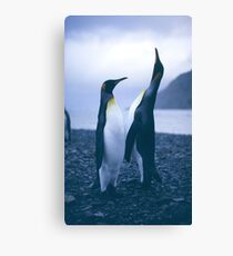 King Penguins Canvas Print