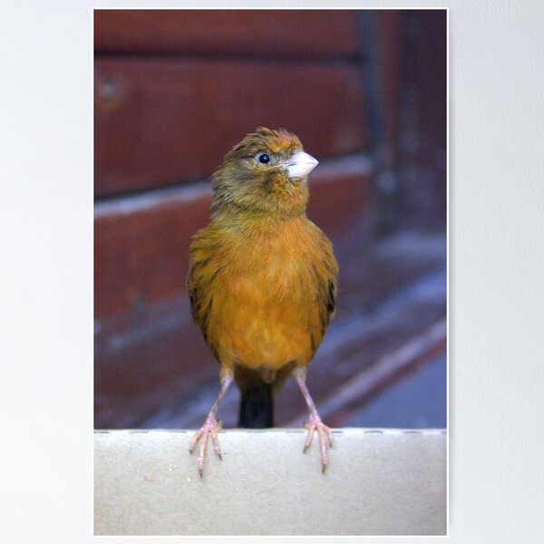 Item preview, Canary 2 designed and sold by Monika's Art.