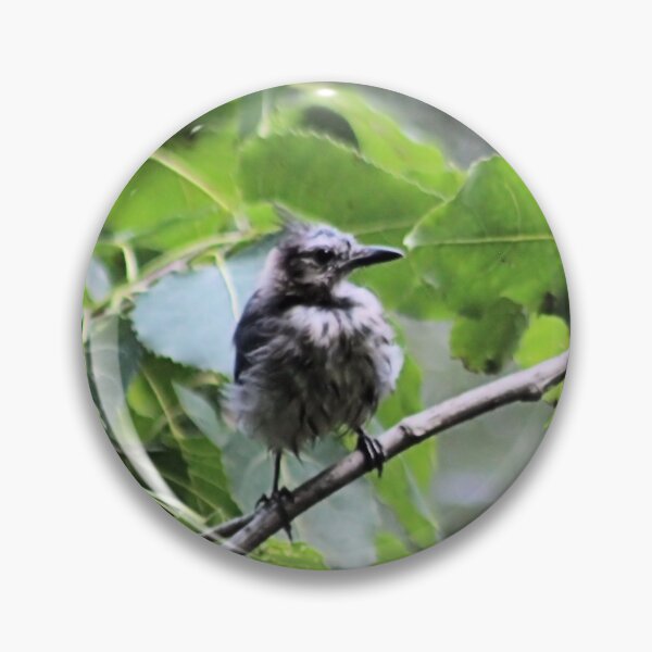 Artikelvorschau, FLUFFY BLUEJAY entworfen und verkauft von BOLLA67.