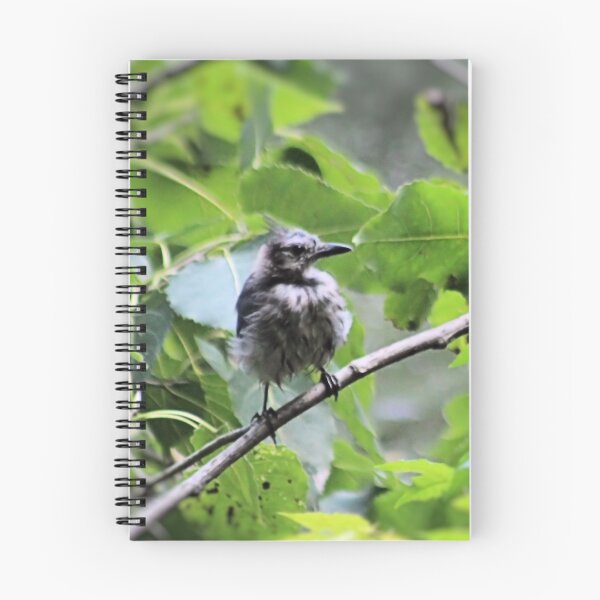Artikelvorschau, FLUFFY BLUEJAY entworfen und verkauft von BOLLA67.