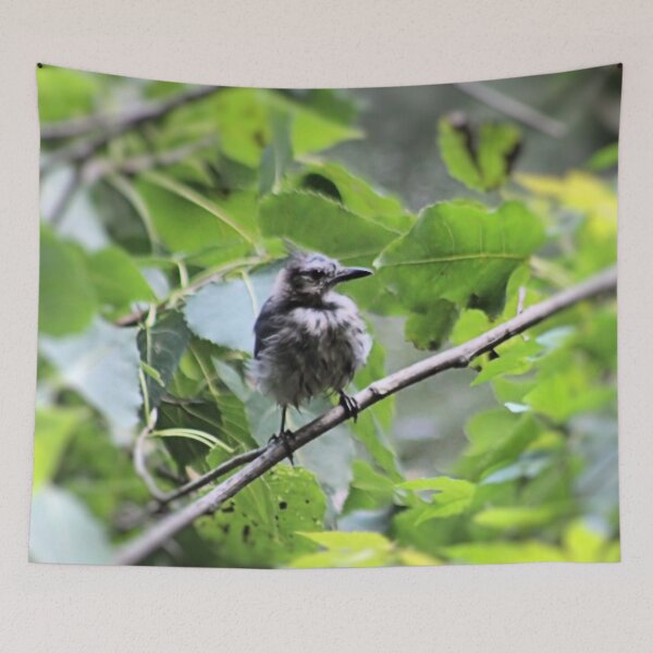 Item preview, FLUFFY BLUEJAY designed and sold by BOLLA67.