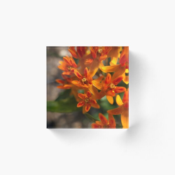 Summer Orange Acrylic Block