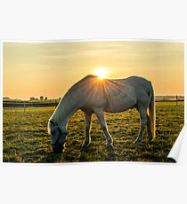 Horse Poster