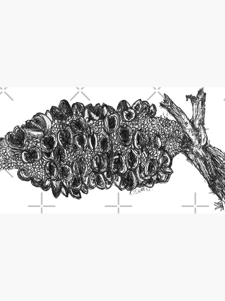 Banksia Pod by Wildcard-Sue