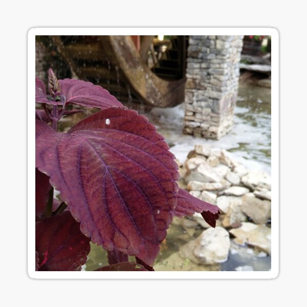 Purple Flower By Water Wheel Sticker