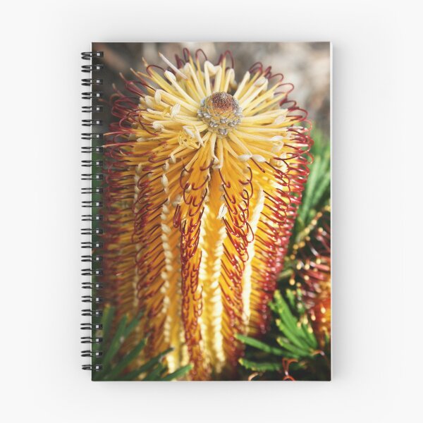 Artikelvorschau, Goldene Banksia entworfen und verkauft von Tony Waite.