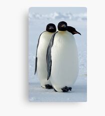 Emperor Penguins Huddled Canvas Print
