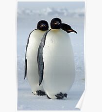 Emperor Penguins Huddled Poster
