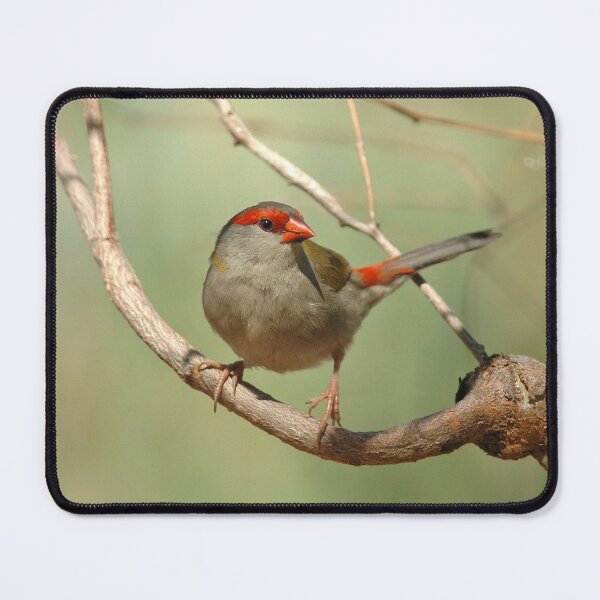 Red-browed Finch Mouse Pad