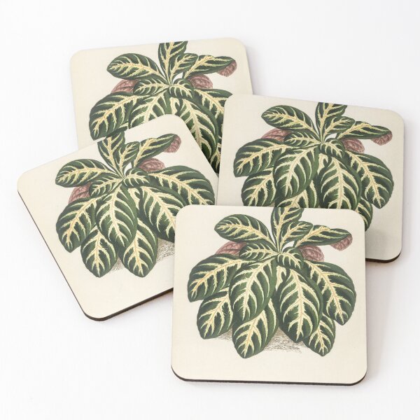 Item preview, Botanical prints of victorian artwork Eranthemum Igneum designed and sold by CubStar62.