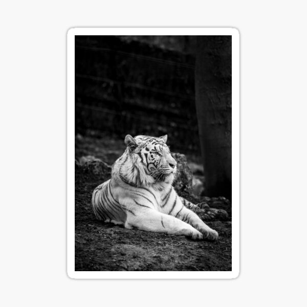 photo de tigre blanc en noir et blanc Sticker