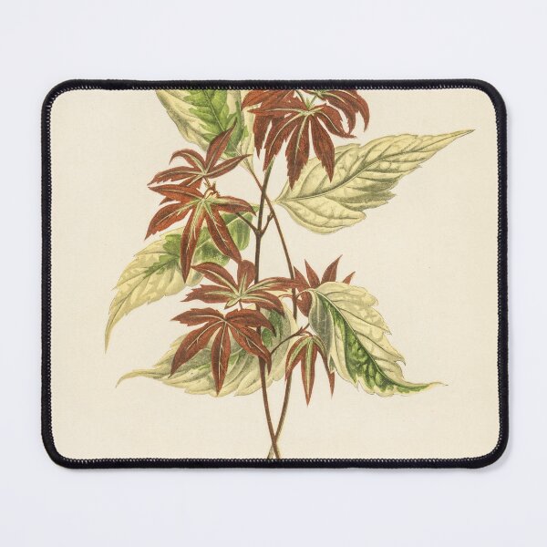 Item preview, Victorian botanical print of Variegated Box Elder designed and sold by CubStar62.