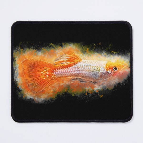 Item preview, Guppy male Koi - Poecilia reticulata designed and sold by AquariumLutter.