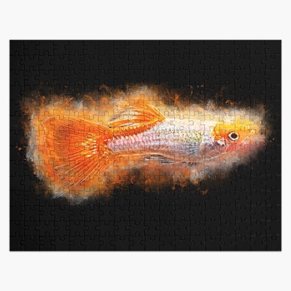 Guppy Männchen Koi - Poecilia reticulata Puzzle