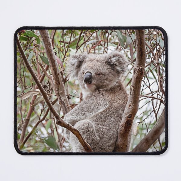 Item preview, Koala designed and sold by Catherine Reading.