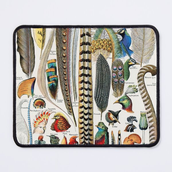 Item preview, Plumes - Feathers (1900) by Adolphe Millot (1857-1921) designed and sold by CubStar62.