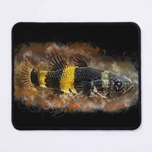 Item preview, Bumblebee Goby - Brachygobius doriae designed and sold by AquariumLutter.