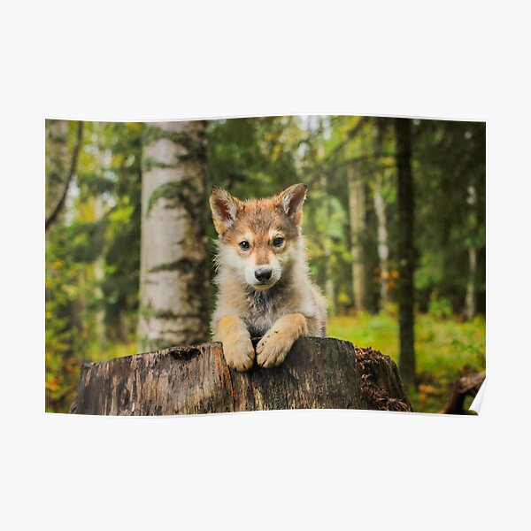 Nordic Puppy Poster