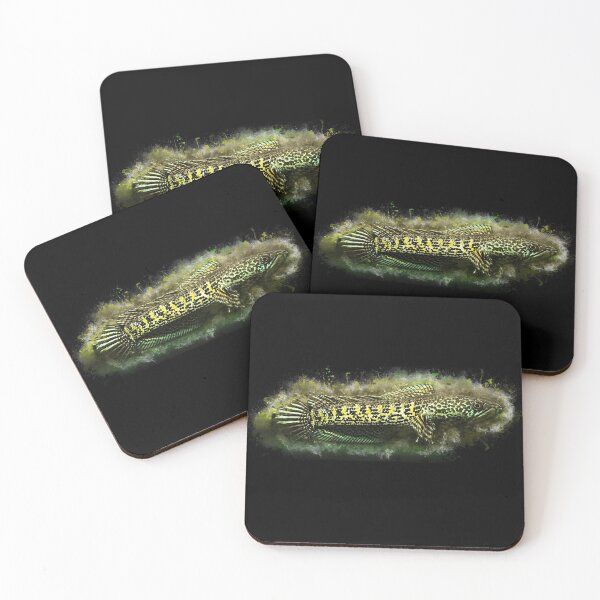 Item preview, Goldspot Snakehead - Channa aurantimaculata designed and sold by AquariumLutter.