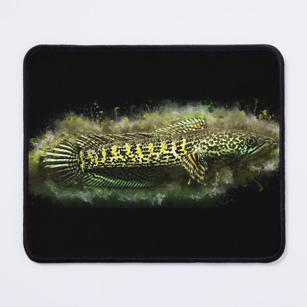 Item preview, Goldspot Snakehead - Channa aurantimaculata designed and sold by AquariumLutter.