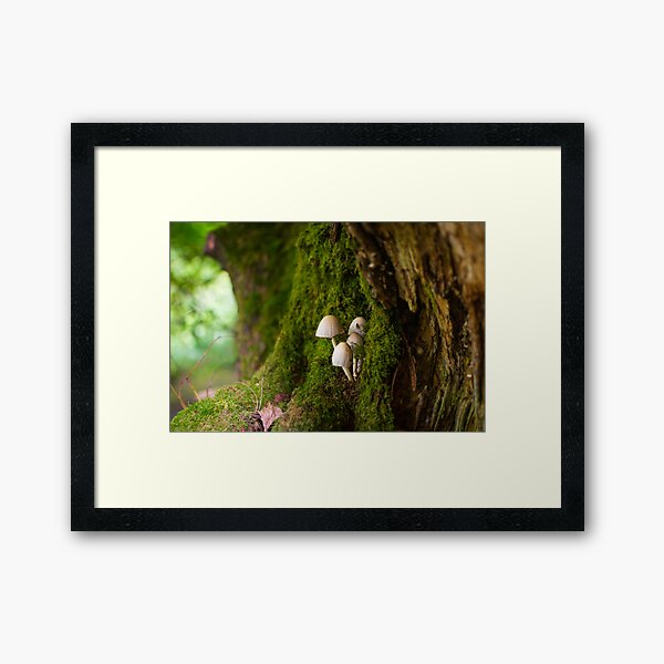 Mushroom in the forest Framed Art Print