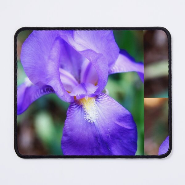 Item preview, Iris flower designed and sold by Lee's Place.